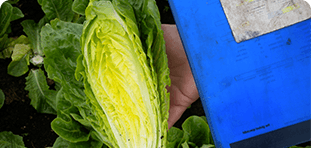 cut lettuce