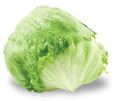 history of lettuce