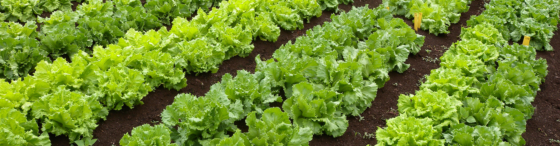 lettuce producers